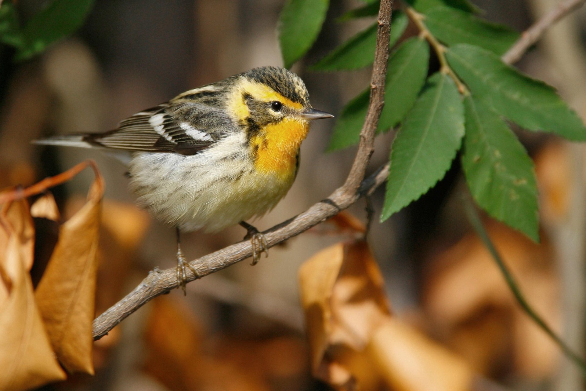 Download Blackburnian Warbler Animal Warbler HD Wallpaper