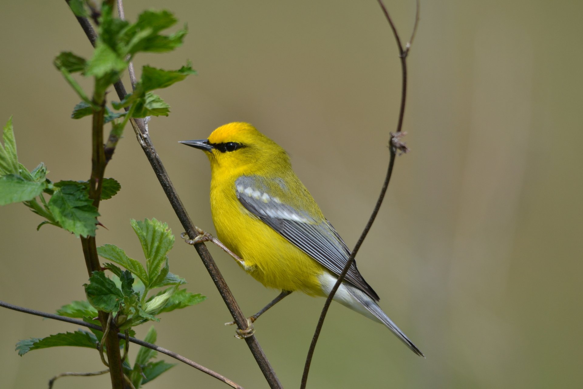 Download Blue-winged Warbler Animal Warbler 4k Ultra HD Wallpaper