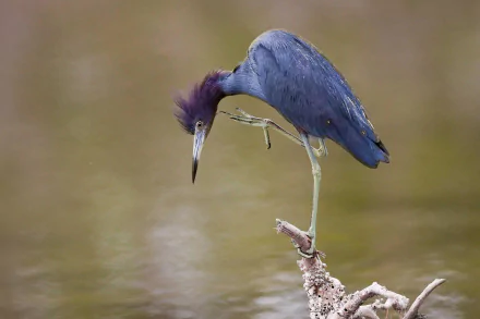 Animal great blue Heron HD Desktop Wallpaper | Background Image