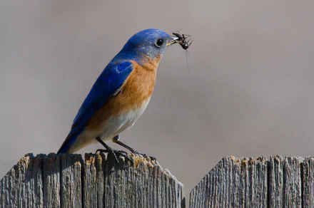 eastern bluebird Animal bluebird HD Desktop Wallpaper | Background Image
