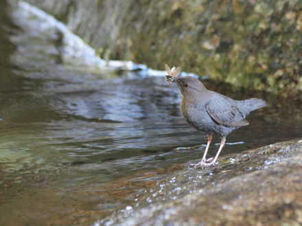  American Dipper