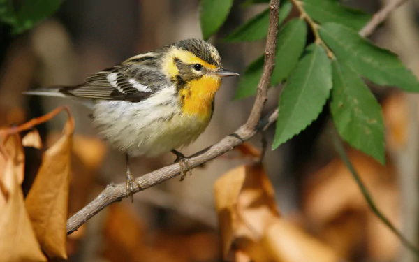  Blackburnian Warbler (Setophaga fusca)