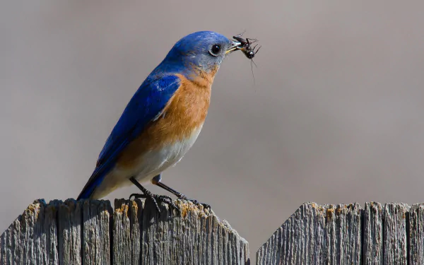 eastern bluebird Animal bluebird HD Desktop Wallpaper | Background Image