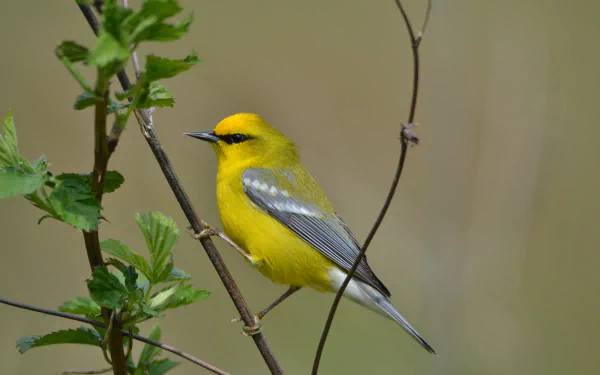  Blue-winged Warbler (vermivora cyanoptera)