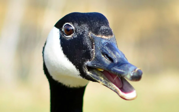 Animal canada goose HD Desktop Wallpaper | Background Image