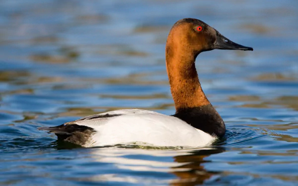  Canvasback