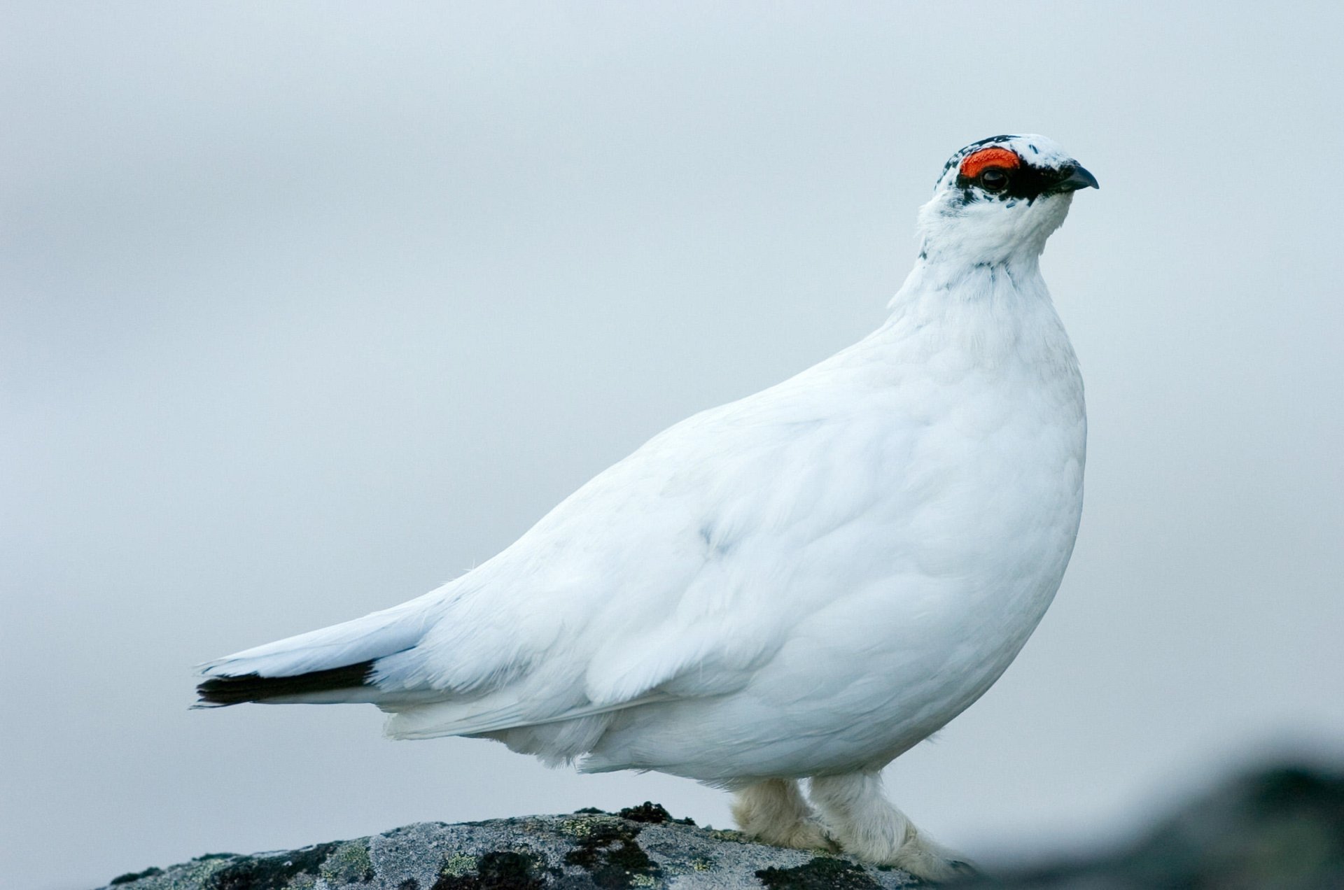 Download Animal Rock Ptarmigan HD Wallpaper