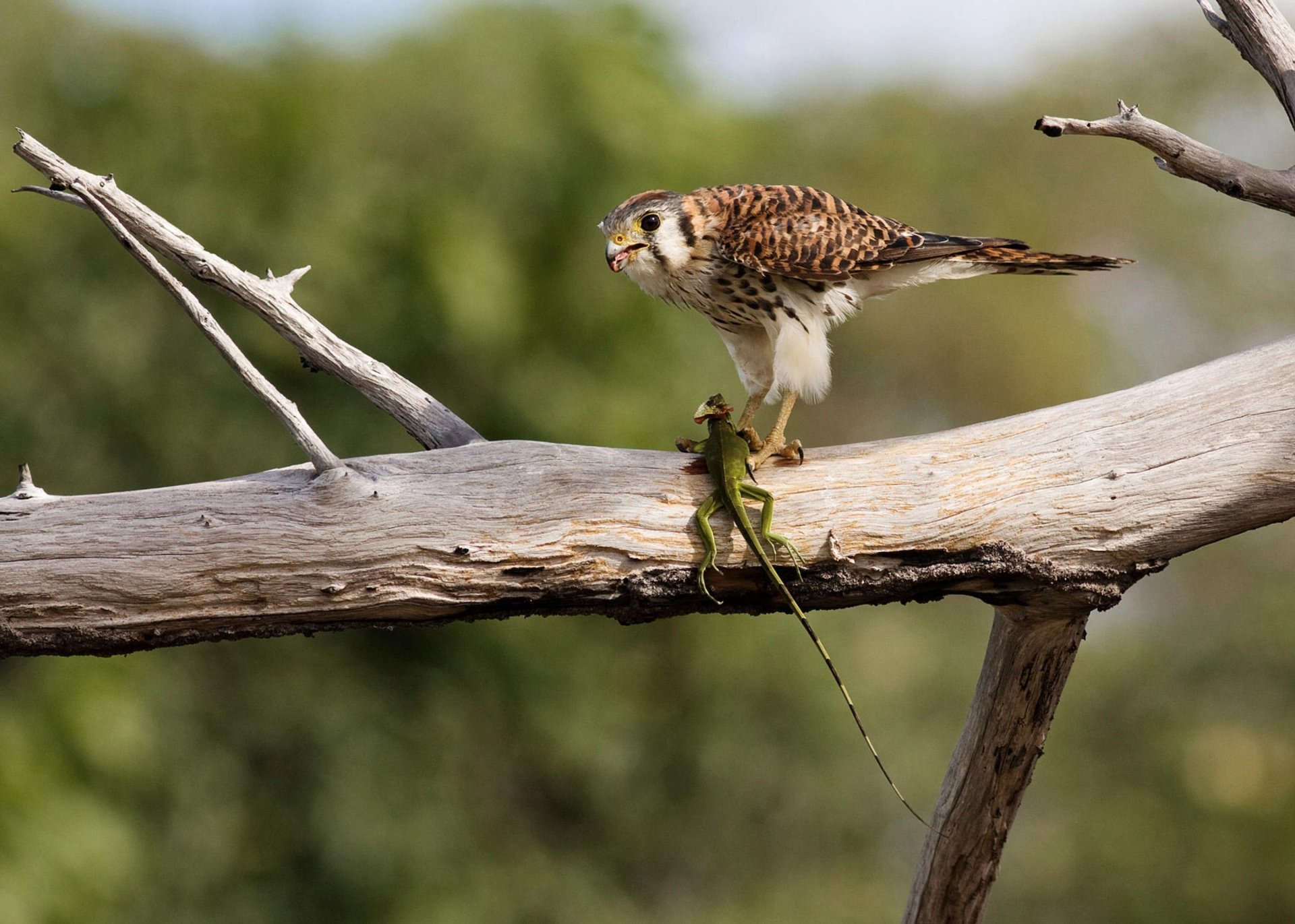 Download Animal American Kestrel HD Wallpaper