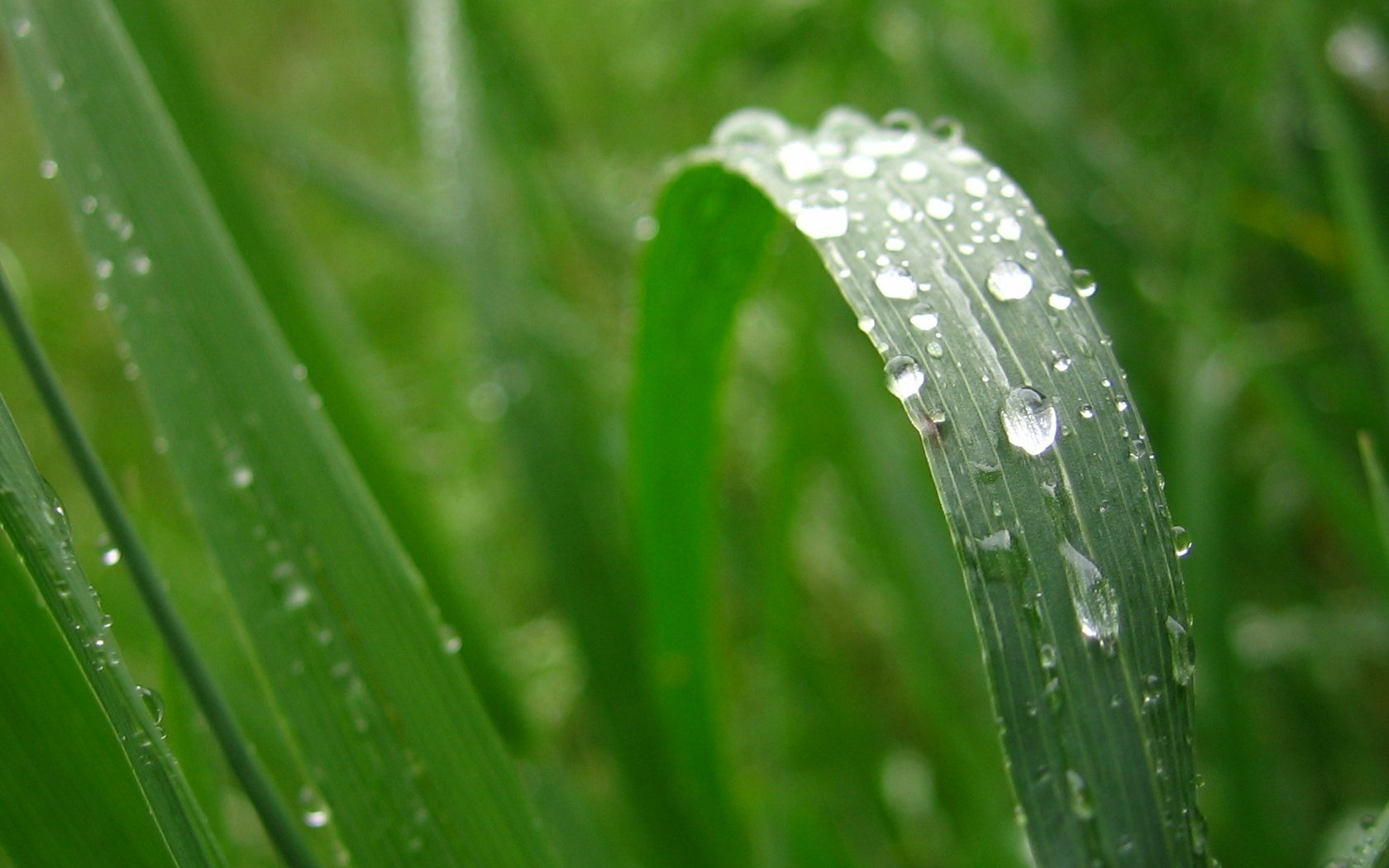 Water Drop Wallpaper