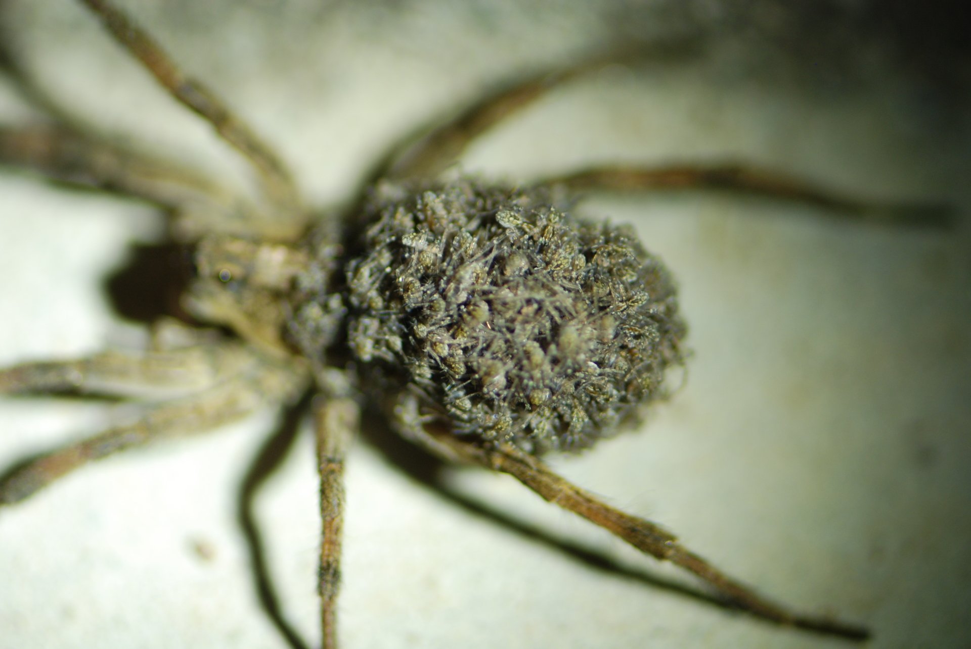 Download Animal Wolf Spider 4k Ultra HD Wallpaper