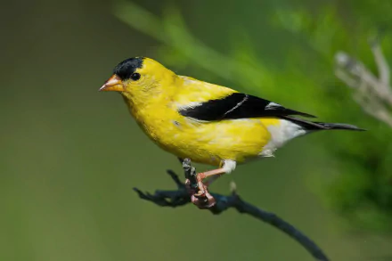 american goldfinch Animal goldfinch HD Desktop Wallpaper | Background Image