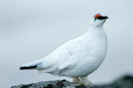  Rock Ptarmigan