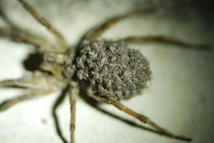 Animal wolf spider HD Desktop Wallpaper | Background Image