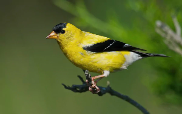 american goldfinch Animal goldfinch HD Desktop Wallpaper | Background Image