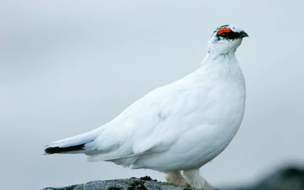 Rock Ptarmigan