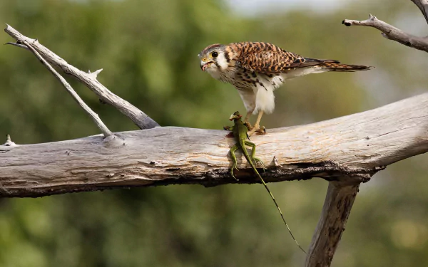 Animal American Kestrel HD Desktop Wallpaper | Background Image