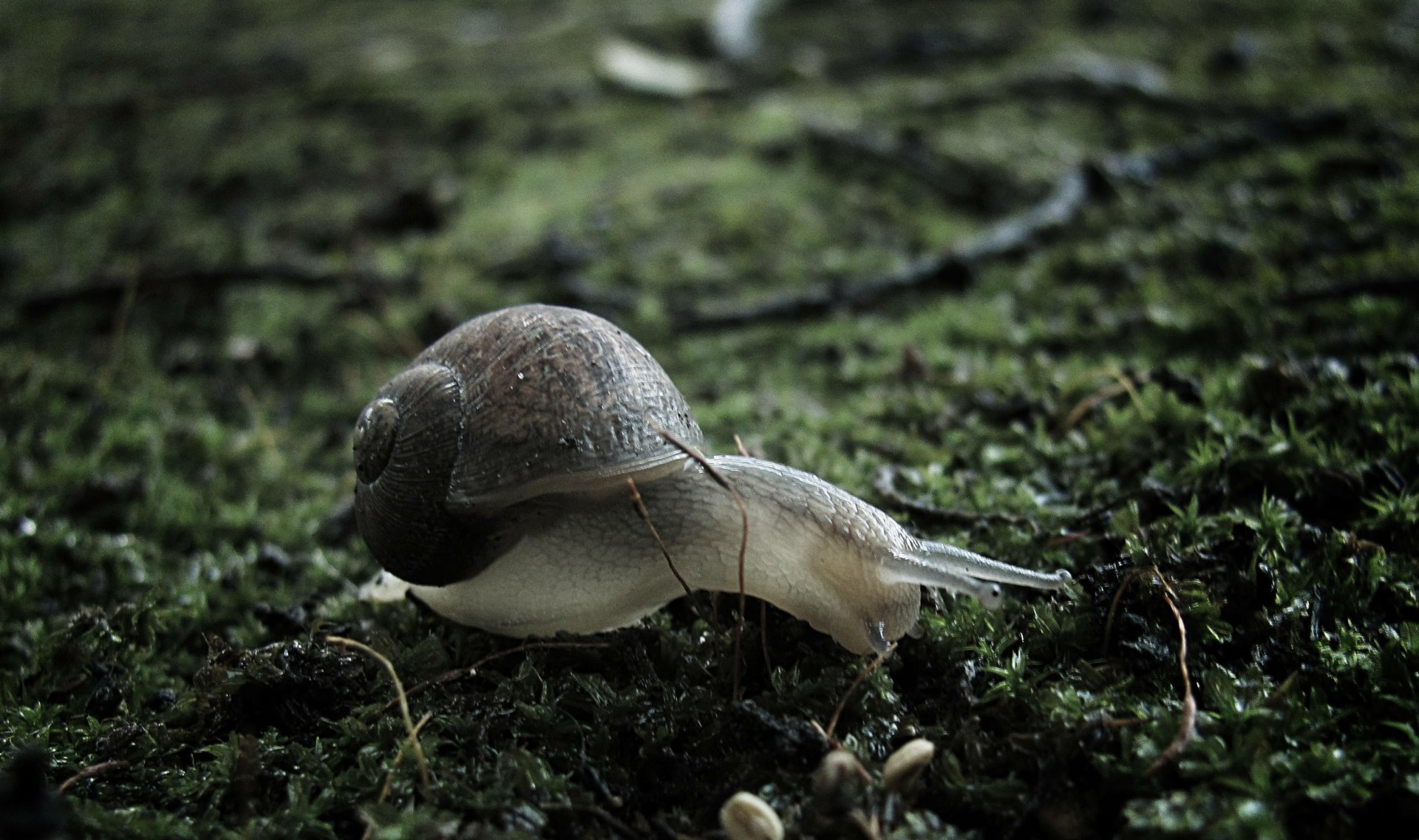 Download Animal Snail HD Wallpaper