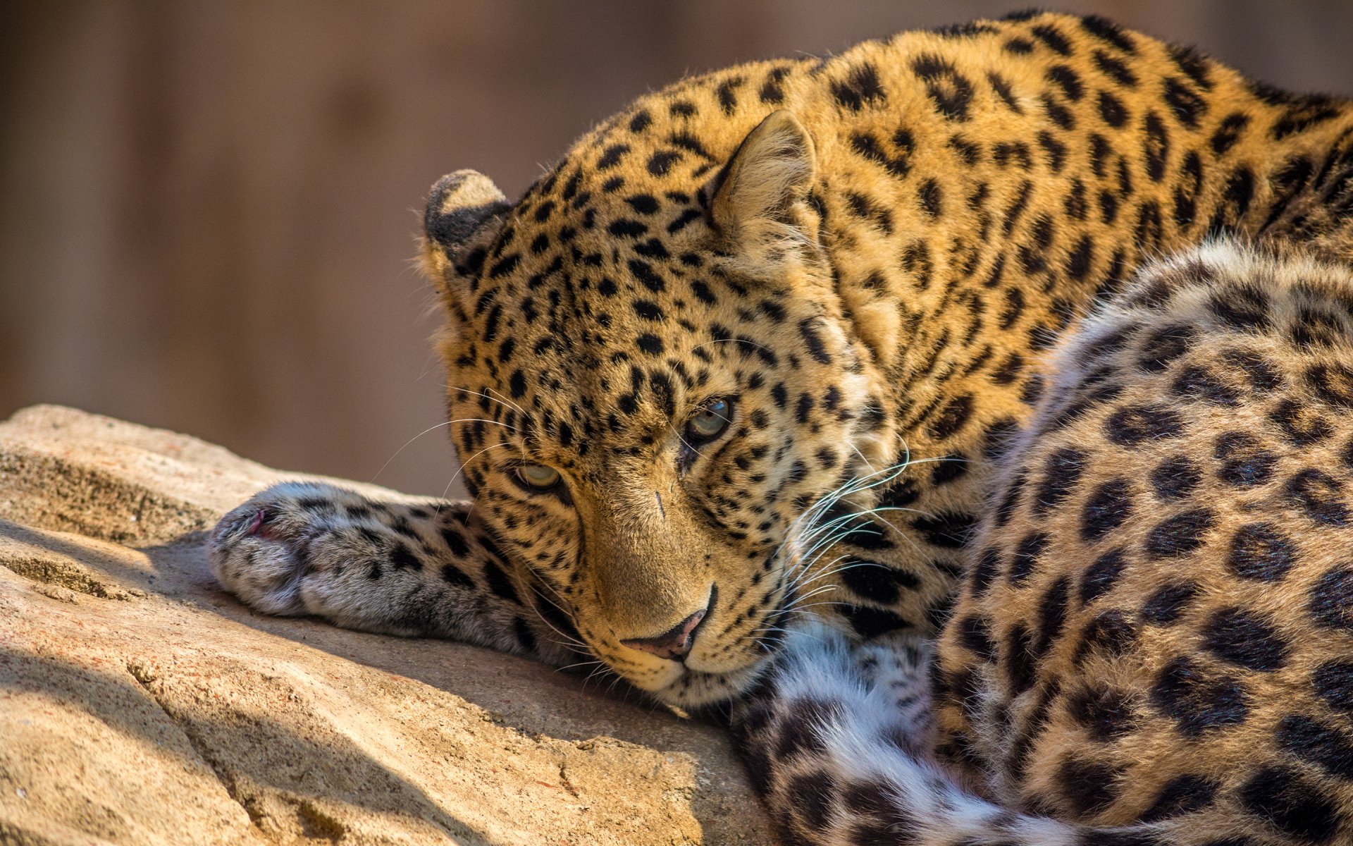 HD PC desktop wallpaper featuring a close-up of a resting leopard with detailed fur patterns and intense gaze.