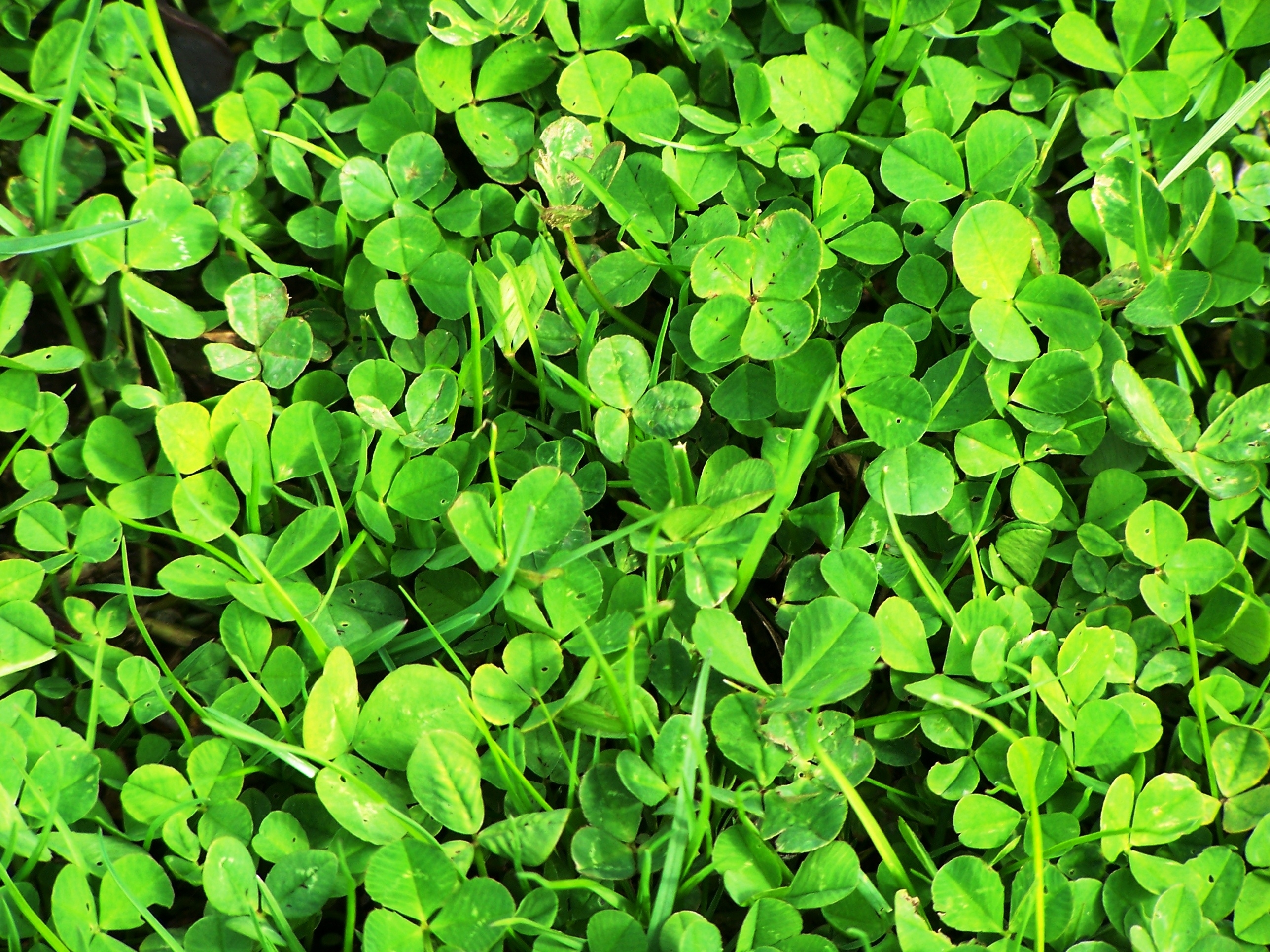 Earth Clover HD Wallpaper | Background Image