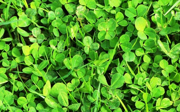Nature Clover Plant HD Wallpaper | Background Image