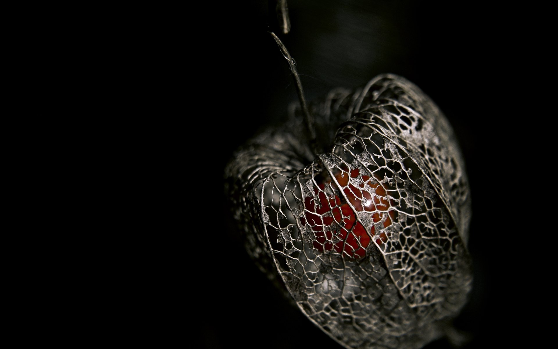 A striking HD desktop wallpaper featuring a dark, intricate plant structure, highlighting a vibrant red fruit wrapped in delicate, lacy tendrils against a black background.