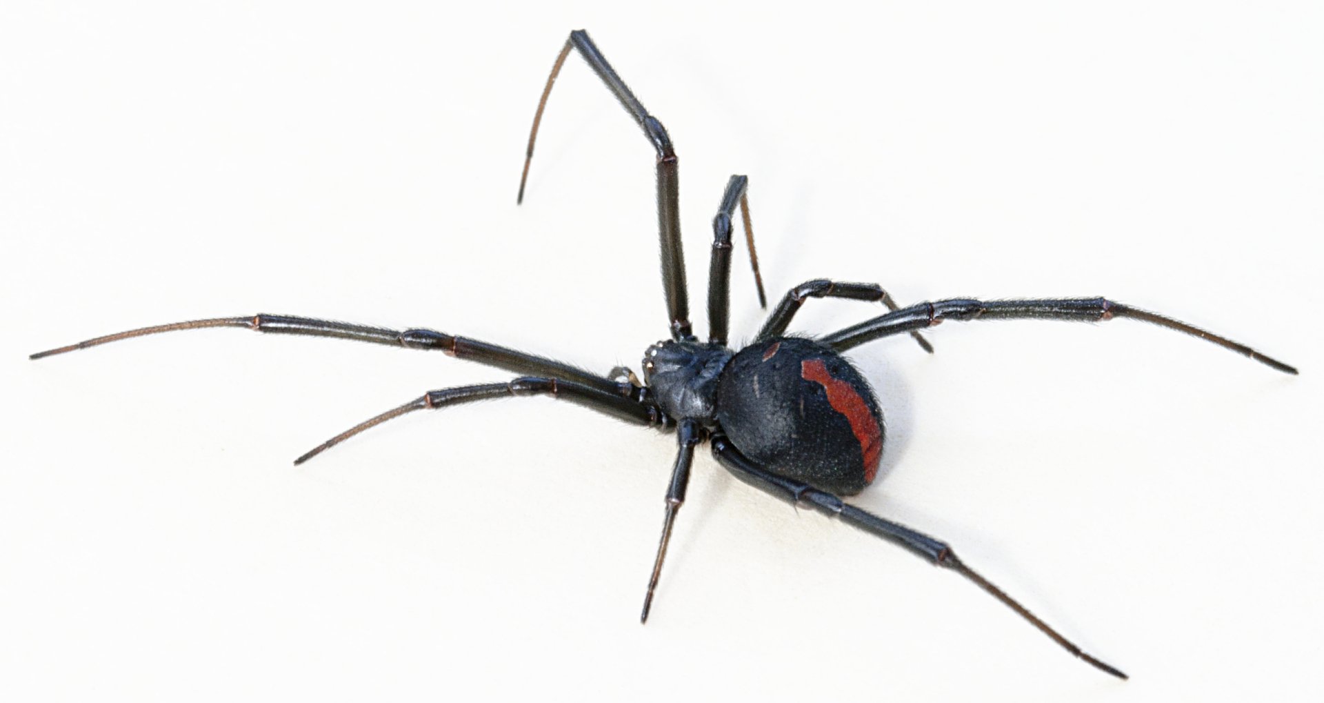 Download Animal Redback Spider HD Wallpaper