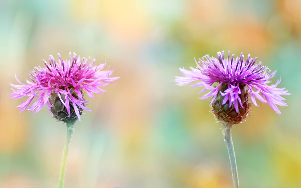 nature cornflower HD Desktop Wallpaper | Background Image