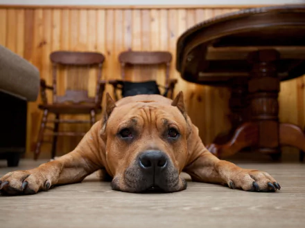 A relaxed dog lies down with its muzzle resting on the floor in a cozy wooden room, captured in HD as a desktop wallpaper and background.