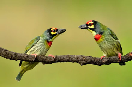 Coppersmith Barbet Animal Barbet HD Desktop Wallpaper | Background Image