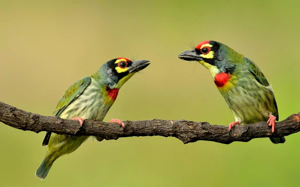 Coppersmith Barbet Animal Barbet HD Desktop Wallpaper | Background Image