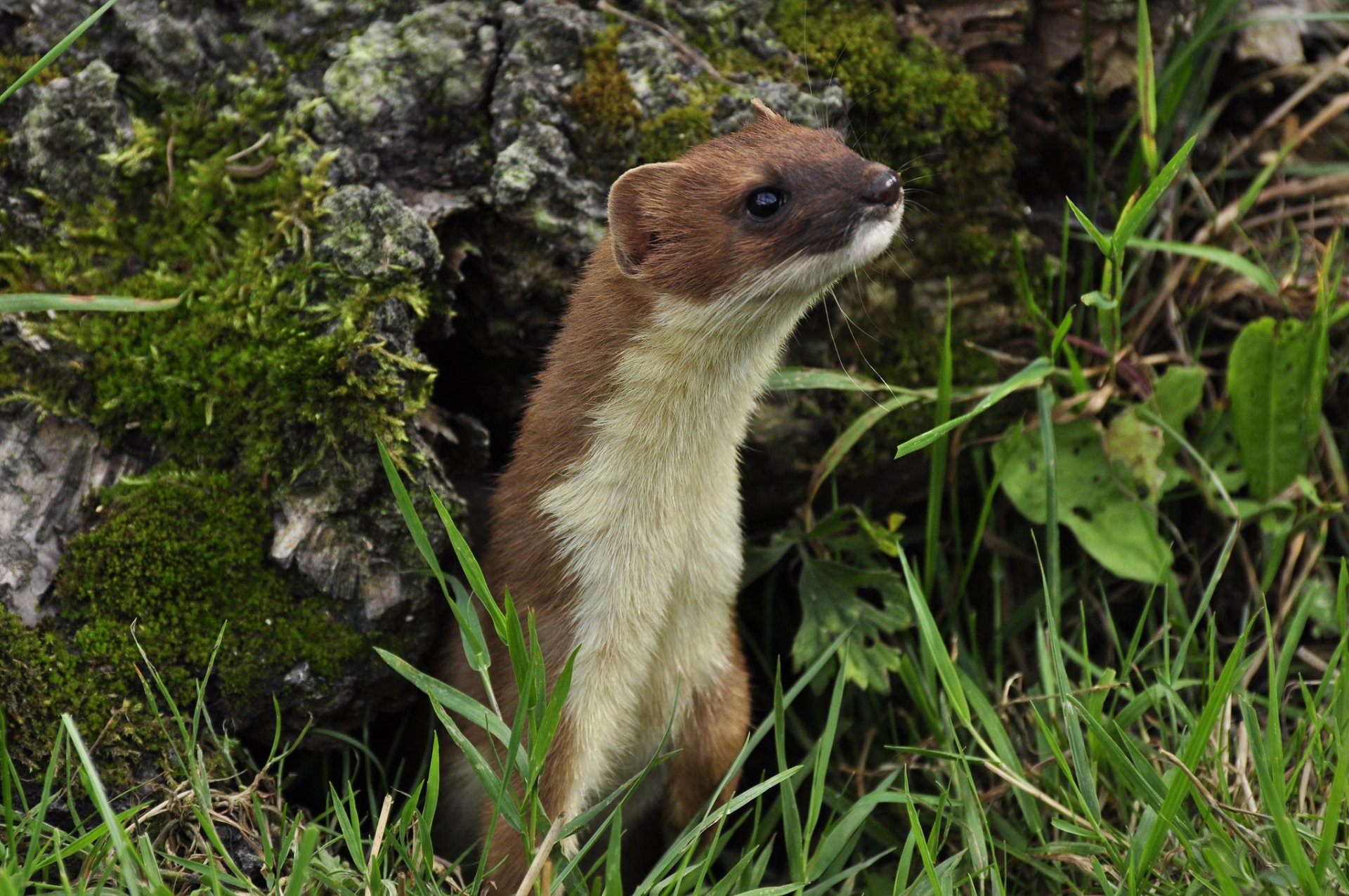 Ferret HD Wallpaper | Background Image | 2048x1360 - Wallpaper Abyss