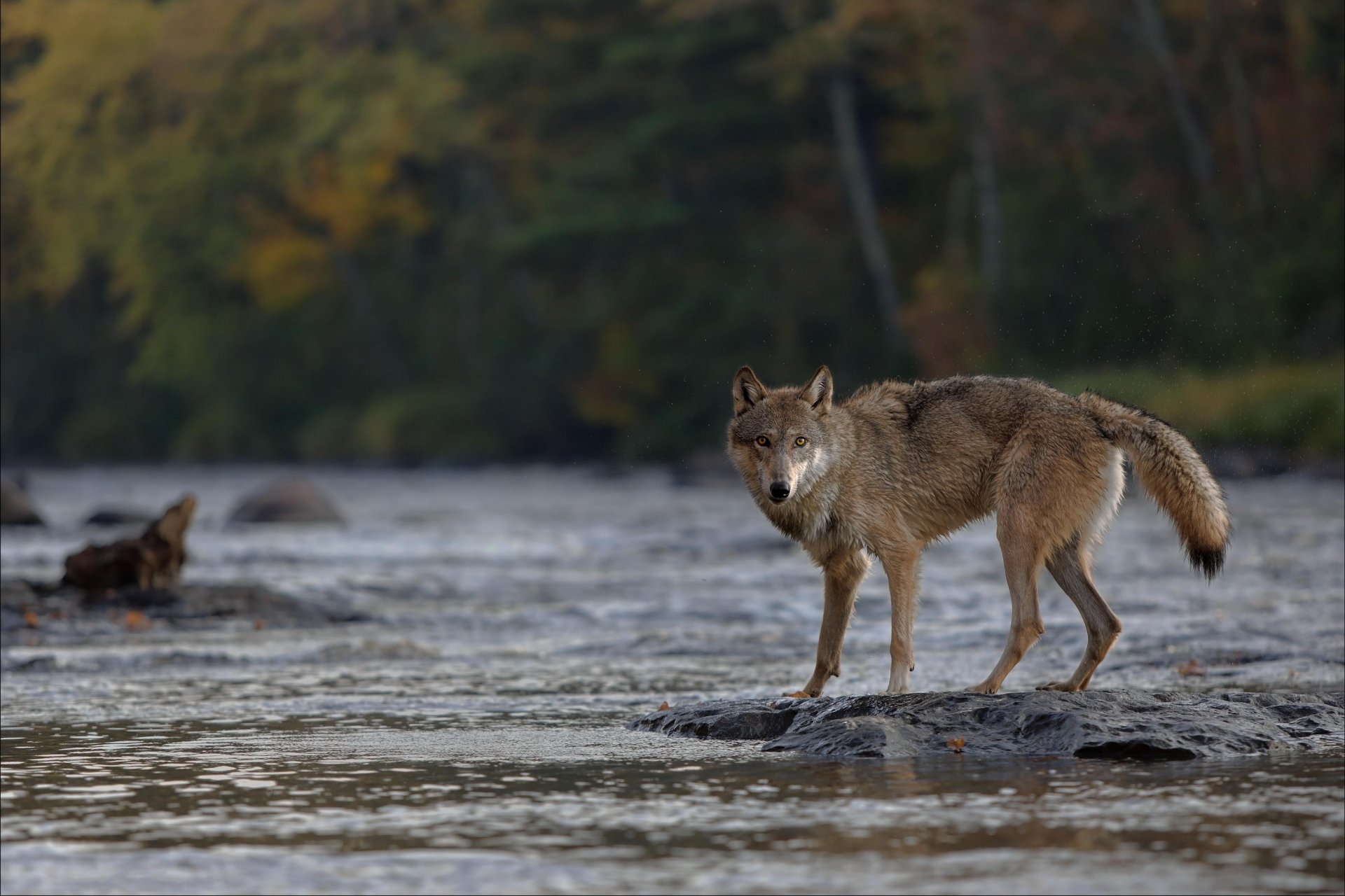 HD PC desktop wallpaper showing a wolf standing on a rock in a river with a forested background.