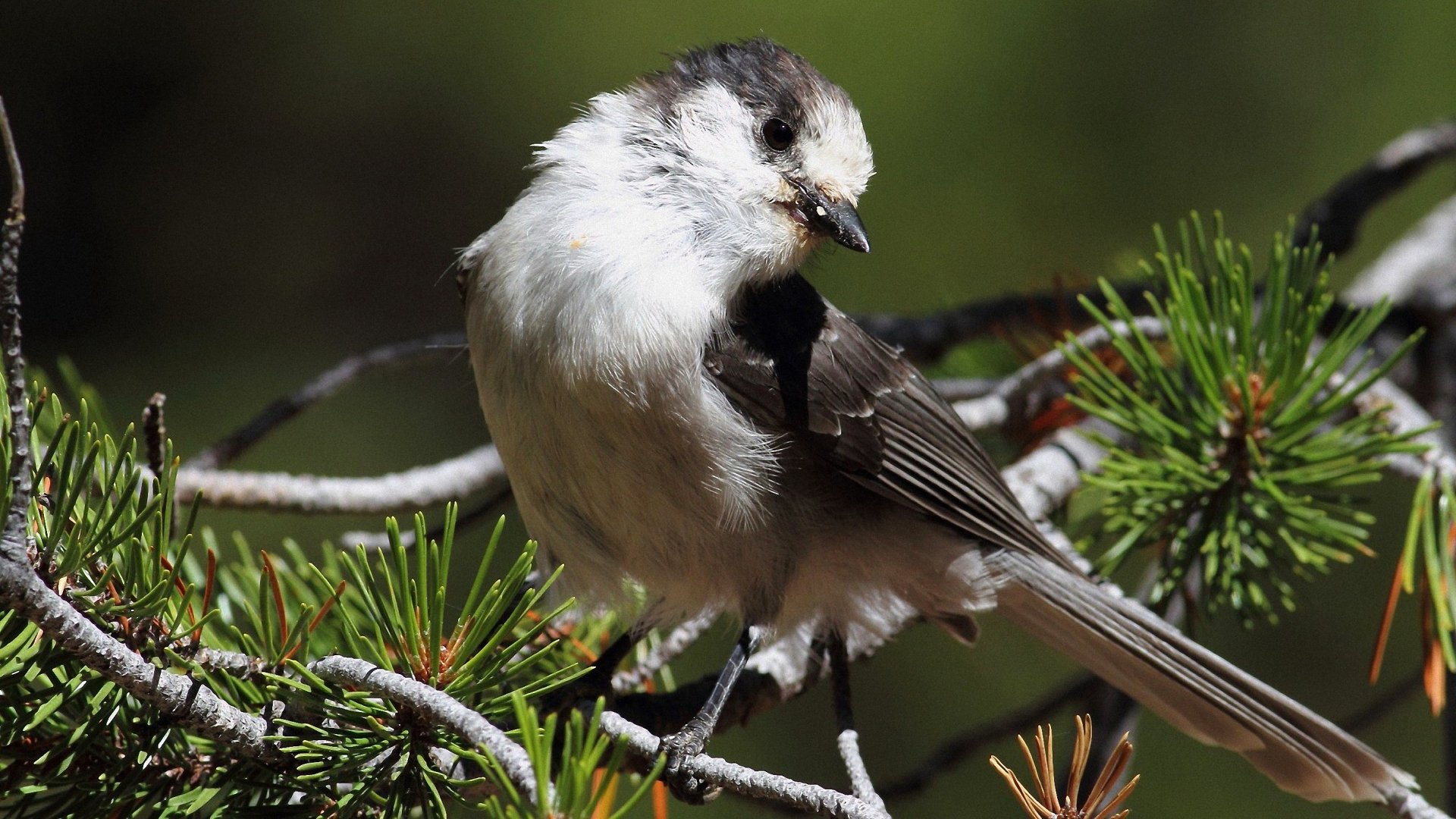 HD desktop wallpaper of a Gray Jay perched on pine branches, showcasing detailed feathers and natural woodland surroundings.
