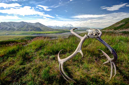photography antler HD Desktop Wallpaper | Background Image