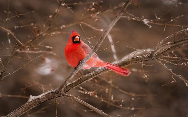 Animal cardinal HD Desktop Wallpaper | Background Image