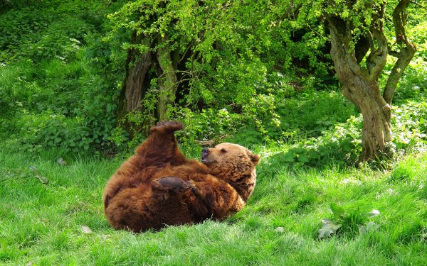 Animal Bear Bears HD Wallpaper | Background Image