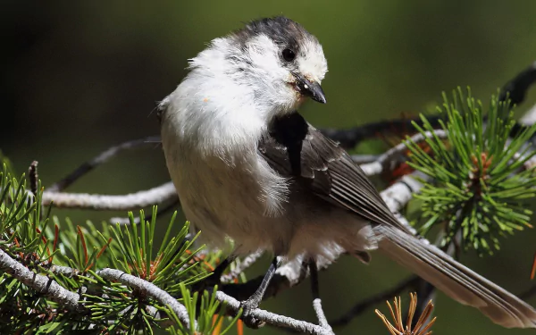 HD desktop wallpaper of a Gray Jay perched on pine branches, showcasing detailed feathers and natural woodland surroundings.