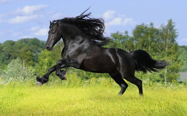 Animal Friesian horse Running HD Wallpaper | Background Image