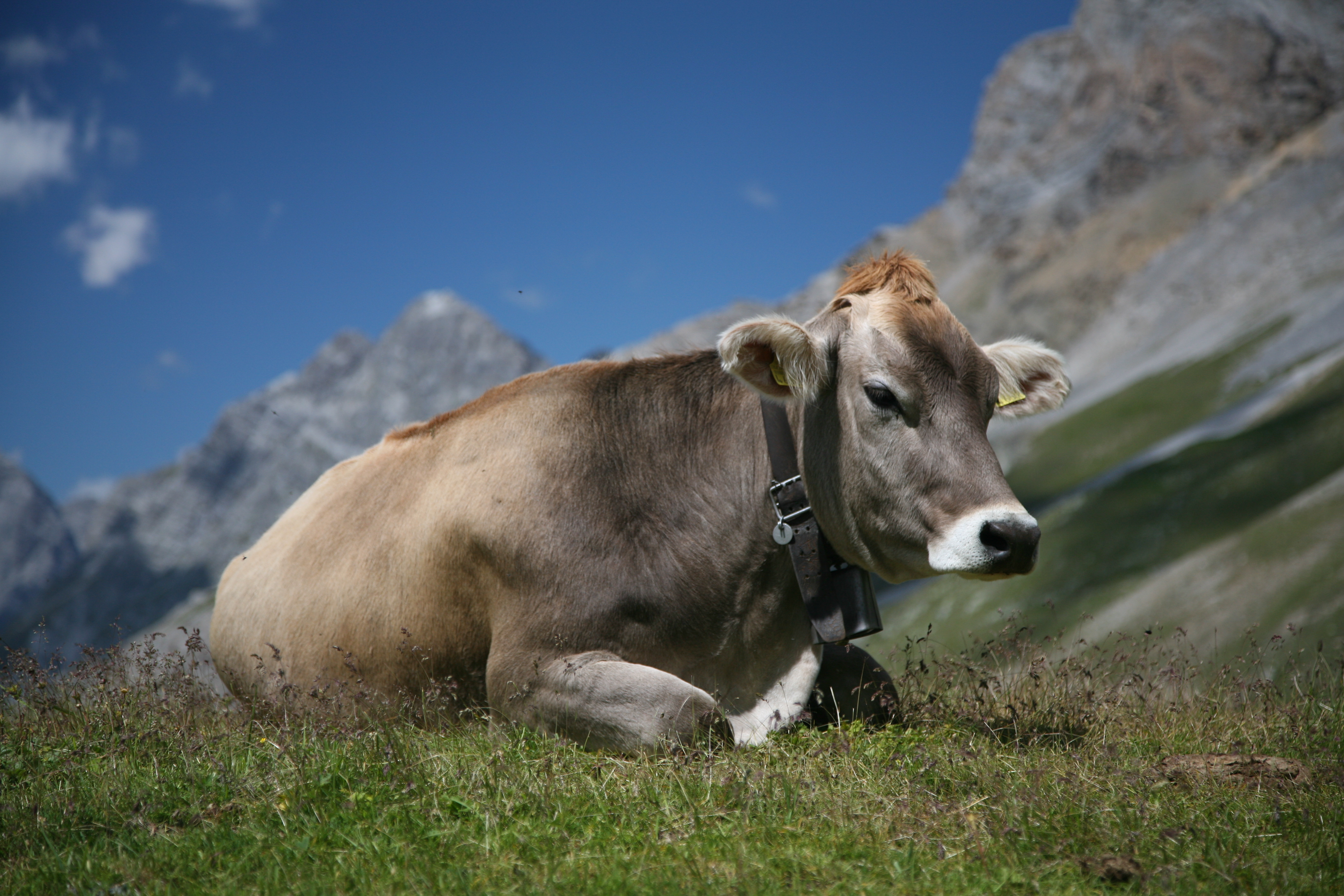 Cow (Swiss Braunvieh breed) by Daniel Schwen