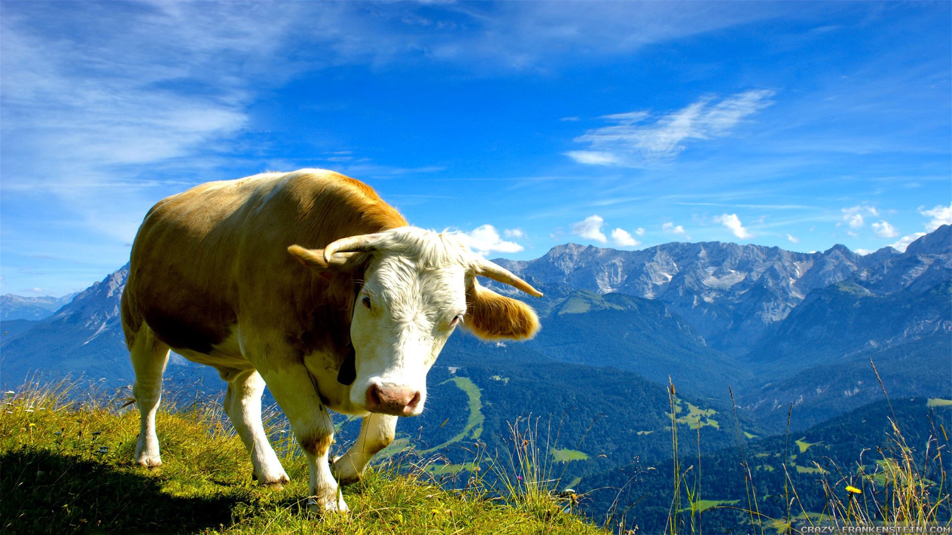 Cow In The Mountains HD Wallpaper | Background Image | 2560x1440 | ID