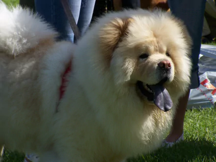 HD desktop wallpaper featuring a fluffy cream-colored Chow Chow dog standing on green grass with a playful expression.