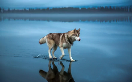 HD desktop wallpaper of a husky walking on calm, reflective water with a blurred blue background.