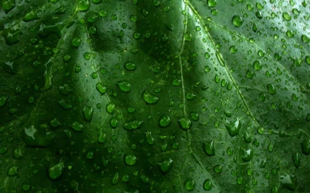 Close-up of a green leaf covered in raindrops, showcasing the natural beauty of foliage. This HD desktop wallpaper highlights the intricate texture and fresh appeal of the plant surface.