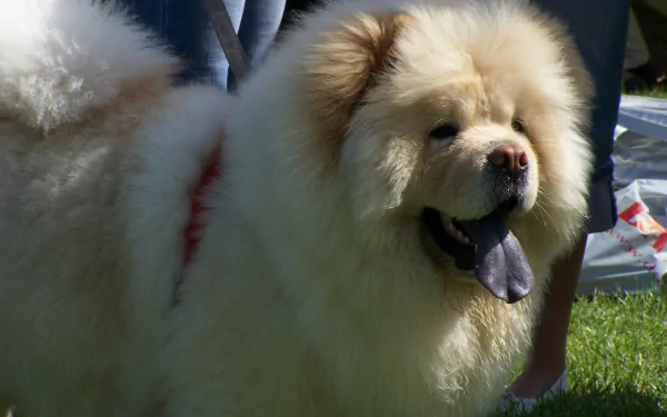 HD desktop wallpaper featuring a fluffy cream-colored Chow Chow dog standing on green grass with a playful expression.