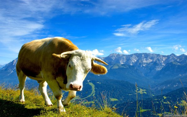 Animal Cow Cattle Mountain Summer HD Wallpaper | Background Image