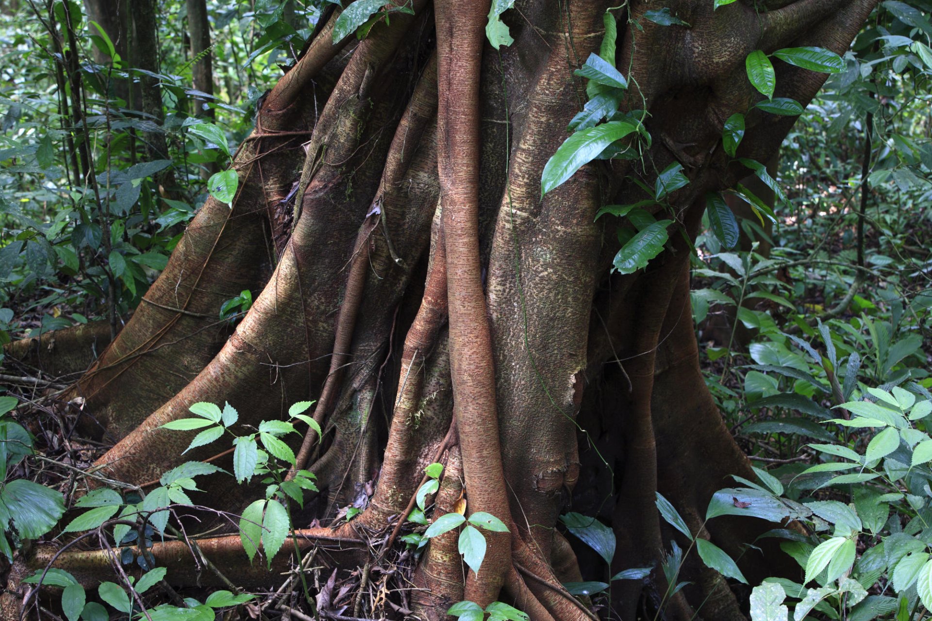HD PC desktop wallpaper featuring a close-up view of a tree trunk with thick roots surrounded by lush green foliage in a dense forest setting.