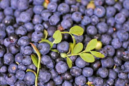 food blueberry HD Desktop Wallpaper | Background Image