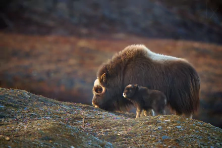 baby animal Animal muskox HD Desktop Wallpaper | Background Image