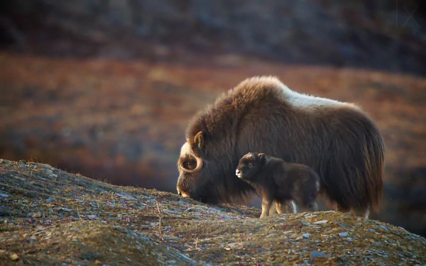 baby animal Animal muskox HD Desktop Wallpaper | Background Image