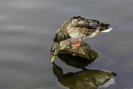 Animal mallard HD Desktop Wallpaper | Background Image